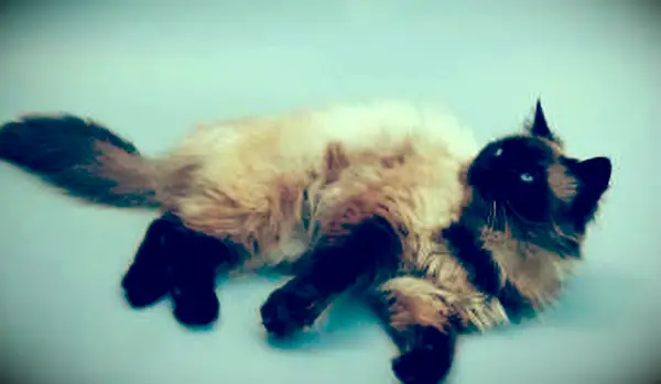 누워 긴 머리 발리 고양이