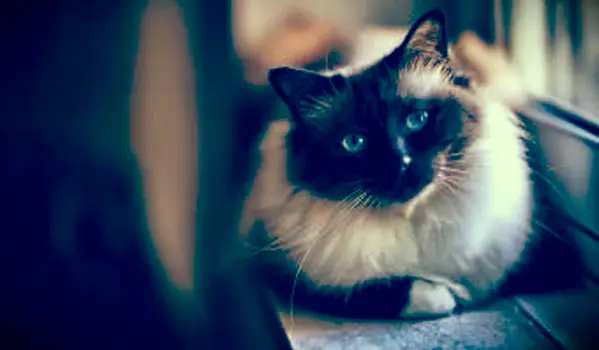 창 근처에 누워 Birman 고양이