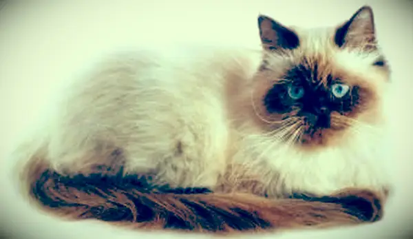 씰 포인트 히말라야 고양이 초상화