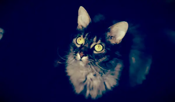 녹색 눈을 가진 회색 LaPerm 고양이