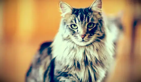 녹색 눈을 가진 메인 Coon 고양이