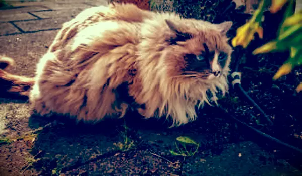 밖에 웅크 리고있는 Cymric 고양이