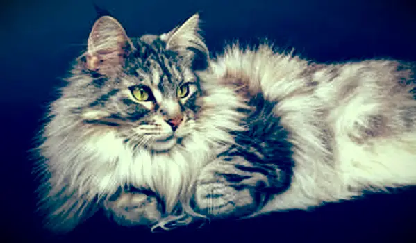 국내 상아탑에 틀어 박힌 고양이의 종류