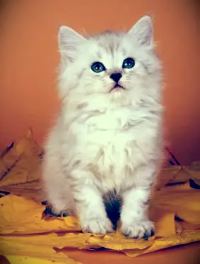 5 사랑스럽고 저자 극성 고양이 품종