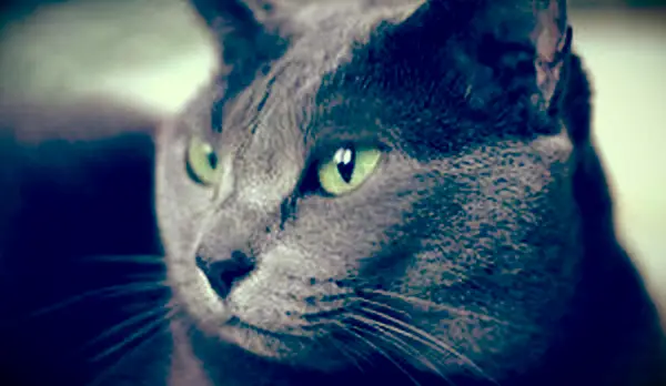 ロシアンブルーのクローズアップ