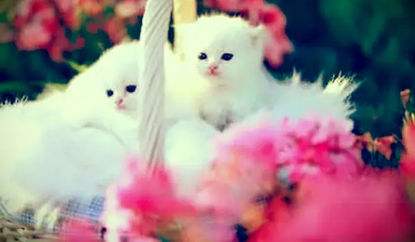 인형 얼굴 페르시아 새끼 고양이 이해