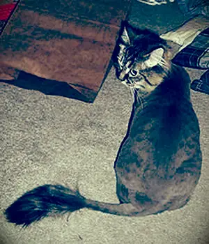 Utilisateur de Flickr jon_a_ross/Jon Ross