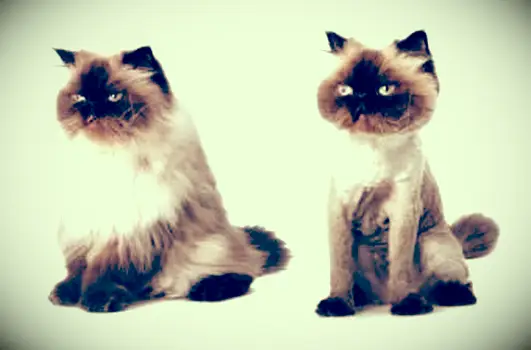 Avantages et inconvénients des coupes de lion pour les chats