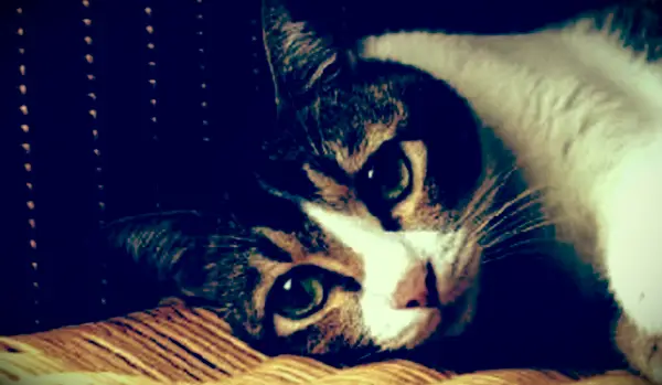 고양이 스프레이 동작 이해 및 중지