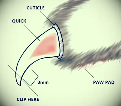 클로 클리핑 다이어그램
