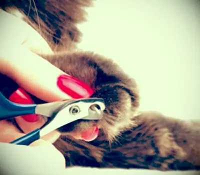 고양이 손톱 다듬는 방법