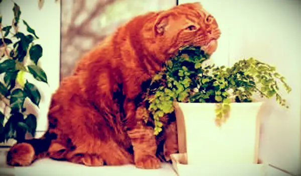 gato de jengibre masticando helecho