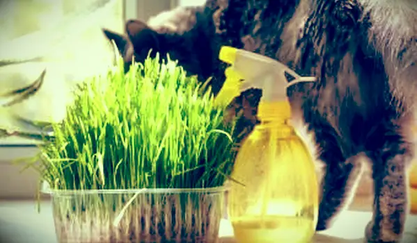 gato con contenedor de hierba