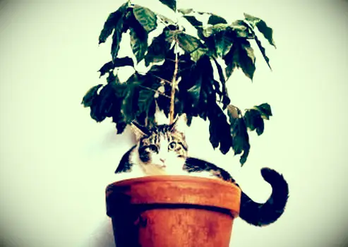 Gato escondido en la maceta