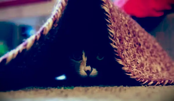 양탄자 밑에 숨어있는 고양이