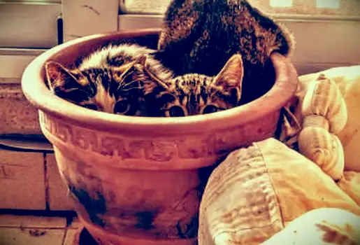 테라코타 냄비에 숨어있는 고양이