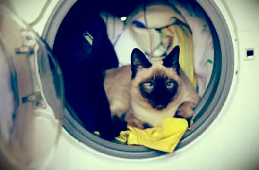 세탁기에 고양이