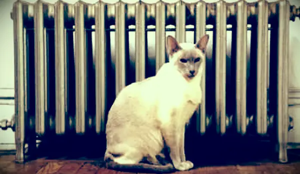 라디에이터로 고양이