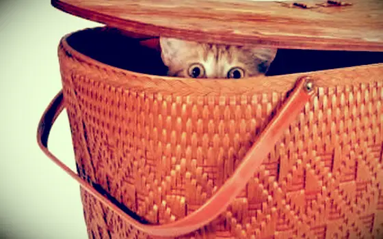 피크닉 바구니에 숨어있는 고양이