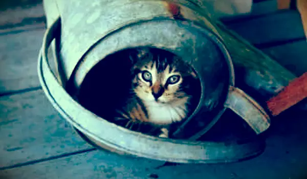 물을 수에 숨어있는 고양이