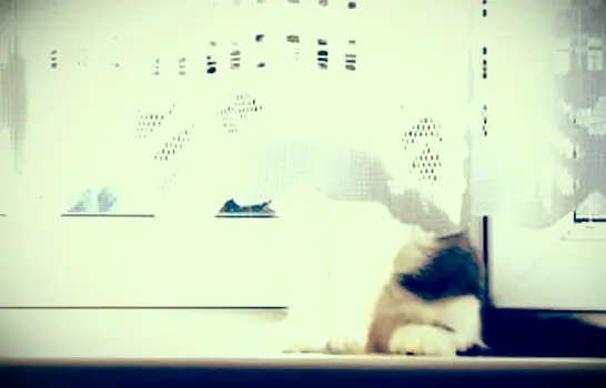 커튼 뒤에 숨어있는 키티