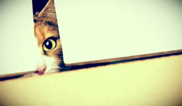 고양이를위한 장소 숨기기