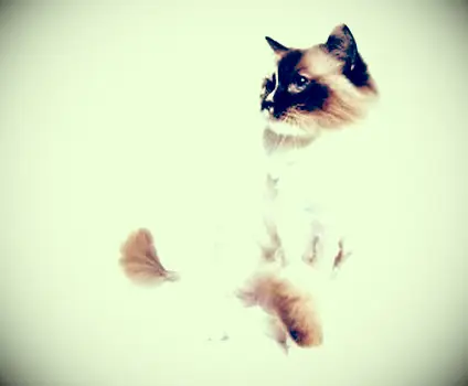 Eine Maine Coon Katze wird rasiert