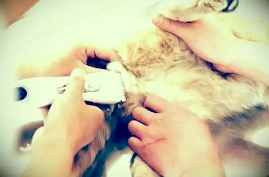 süße Katze vor dem Haarschnitt, nach dem Haarschnitt