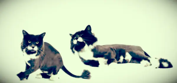 Wie man eine Katze rasiert