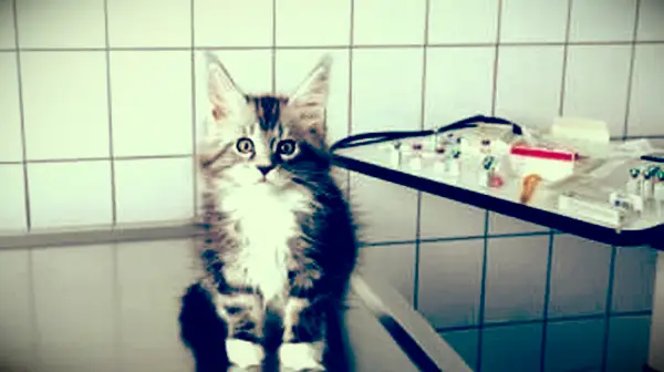 ¿Qué significa si un gato vomita líquido transparente?