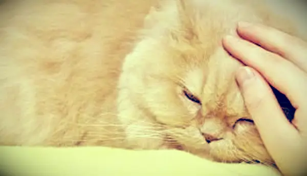 고양이의 죽어가는 행동은 무엇입니까?