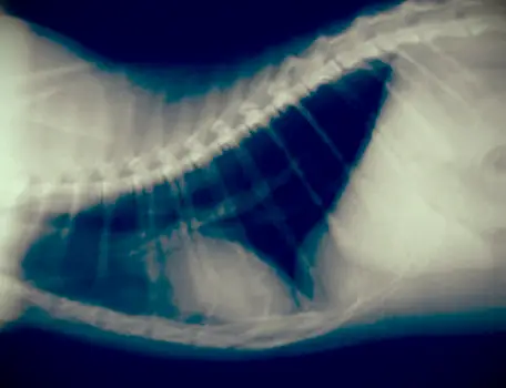 猫の激しい呼吸の理由とその助け方