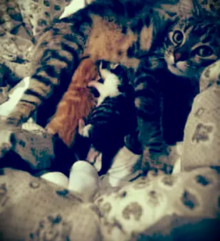 猫の陣痛と出産の段階