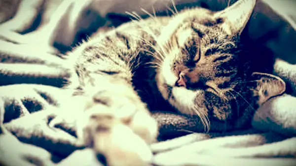 Un gato durmiendo en una manta.