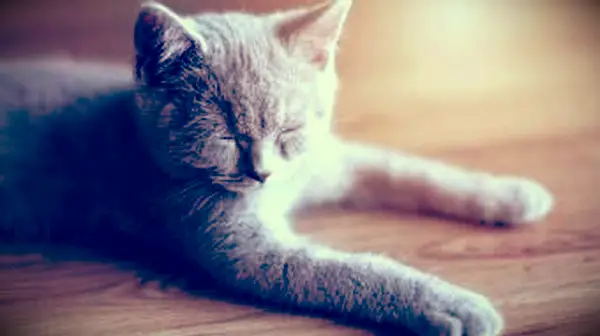 7 síntomas comunes del resfriado felino