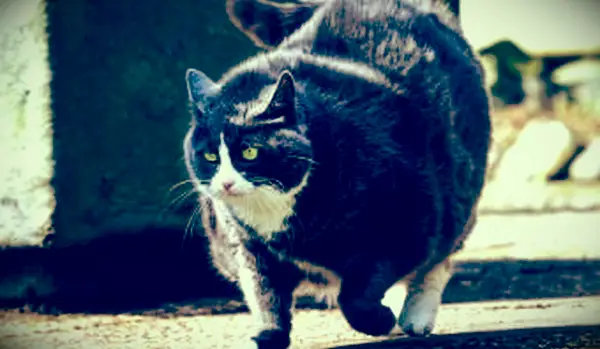 gatto obeso