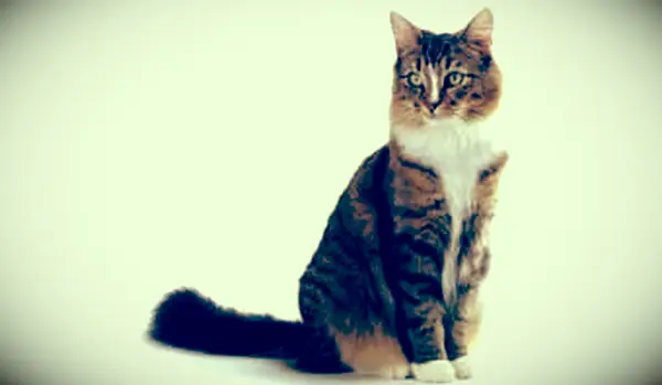 Eine Gewichtstabelle für Katzen, die Sie zu Hause verwenden können