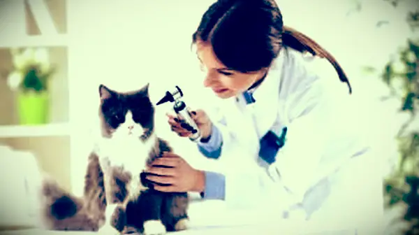 Katzenohrmilben vs. Ohrenschmalz – wie man den Unterschied erkennt