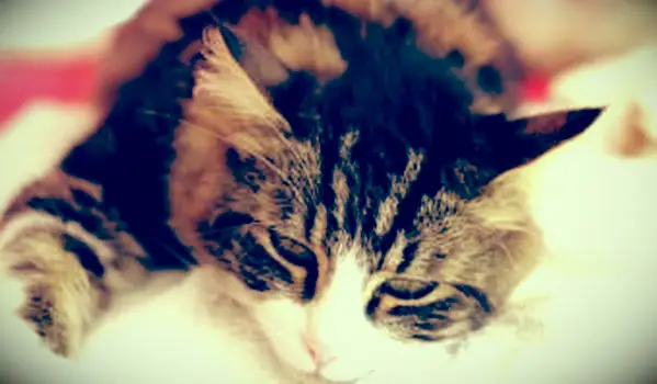 Oliwa z oliwek jako lek na zaparcia dla kotów