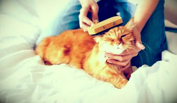 猫のグルーミング