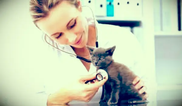 猫の獣医ケア