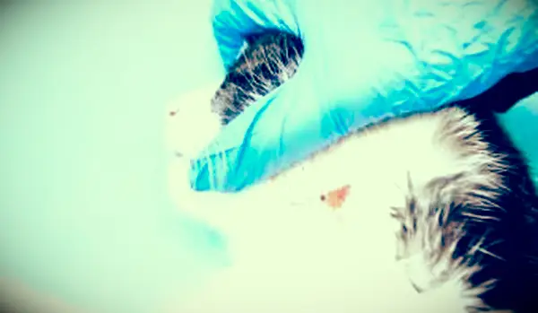 猫の乾燥肌の理由とその助け方