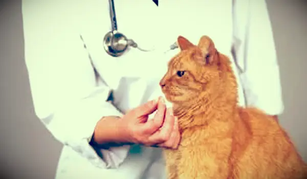 Veterinario dando pastilla a gato