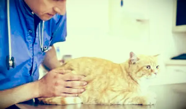 Qué hacer si su gato tiene heces con sangre