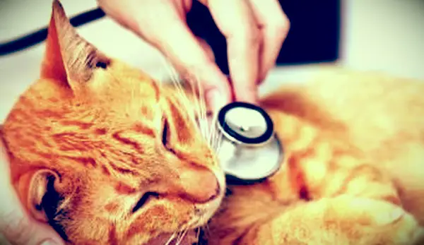 Veterinário examinando um gatinho