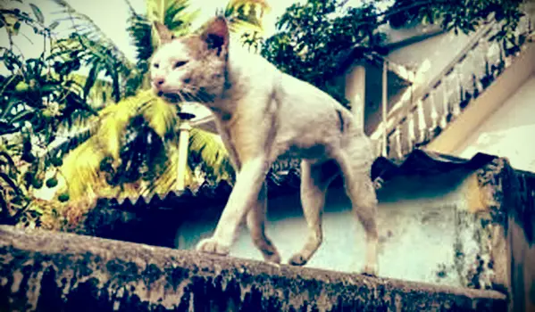 Gato muito doente andando na rua
