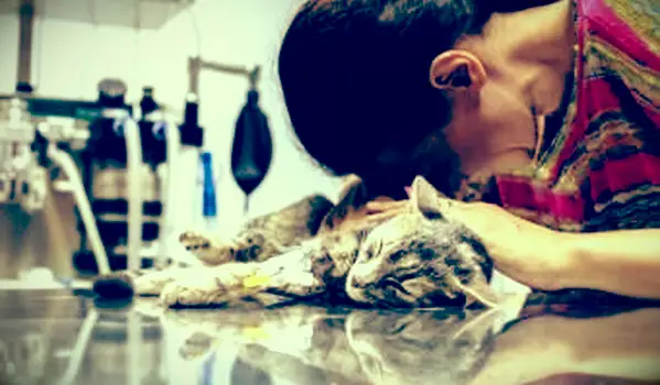 Gato doméstico deitado na mesa do veterinário, enquanto o dono dela está perto e a segura