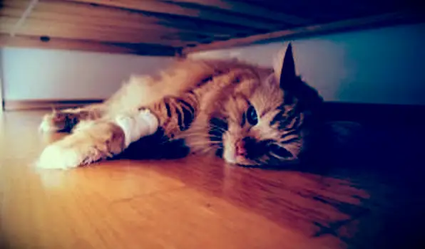 6 sintomas de um gato moribundo