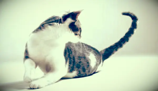 תסמונת היפרורסטזיה בקיבה וטיפול