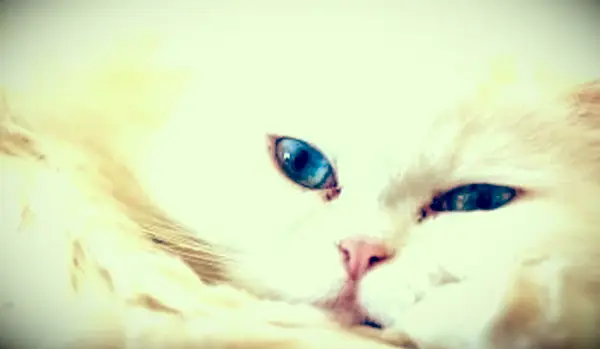 כיצד לעזור לחתול עם צינור דמעות חסום